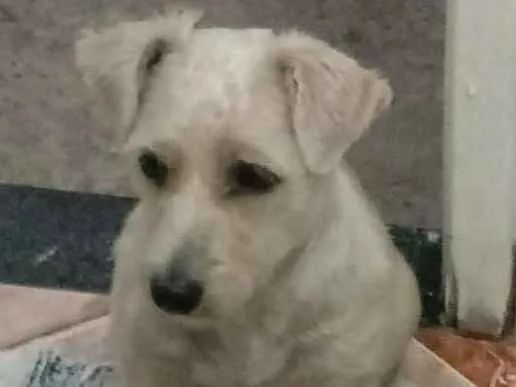 Cachorro ra a Indefinida idade 1 ano nome Mel