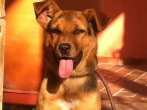 Cachorro raça Pastor Alemão idade 2 a 6 meses nome Brisa
