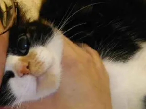 Gato raça Vira lata olhos verdes idade 1 ano nome Luna 