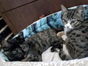 Gato raça SRD idade 2 a 6 meses nome Mel e Luna