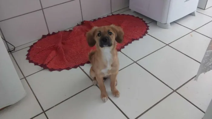 Cachorro ra a Vira lata idade 2 a 6 meses nome Pandora