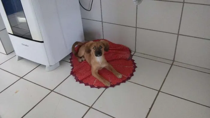 Cachorro ra a Vira lata idade 2 a 6 meses nome Pandora