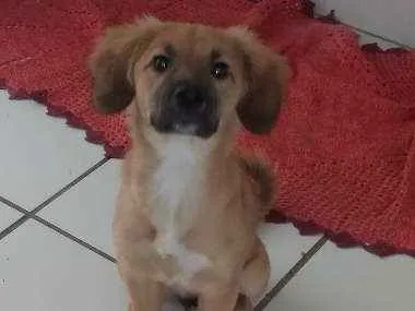 Cachorro ra a Vira lata idade 2 a 6 meses nome Pandora