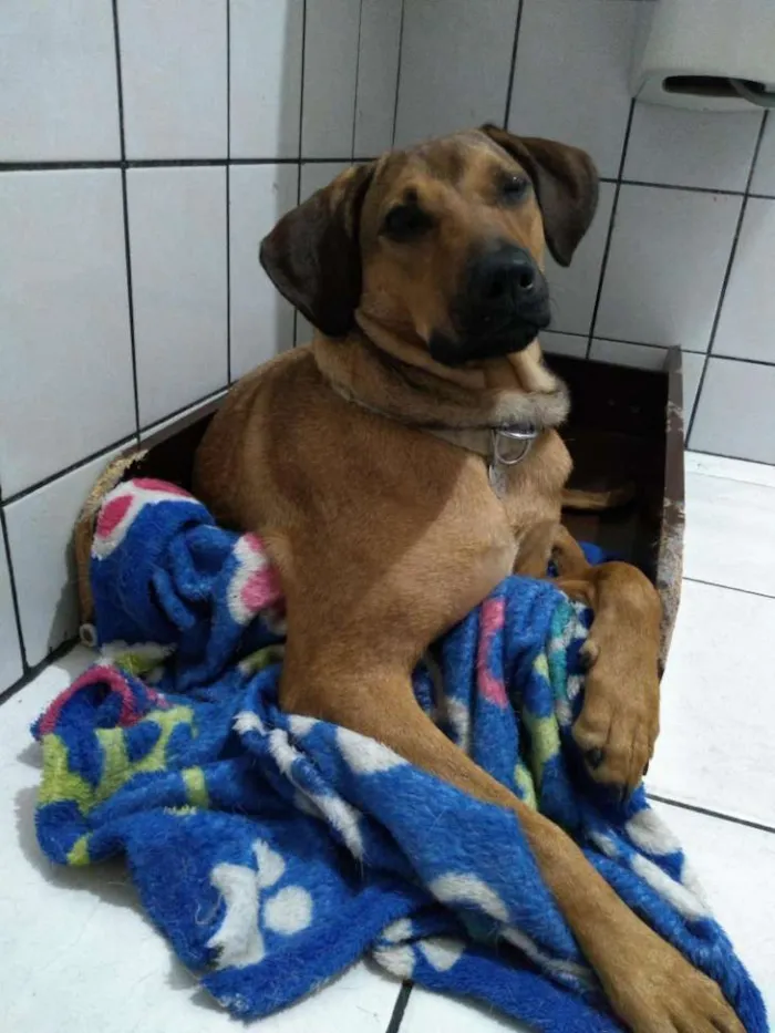 Cachorro ra a SRD idade 1 ano nome Nina