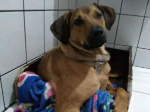 Cachorro raça SRD idade 1 ano nome Nina