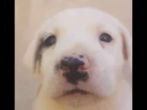 Cachorro raça Mestiço idade Abaixo de 2 meses nome Sem nomes