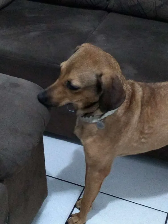 Cachorro ra a SRD idade 1 ano nome Nina