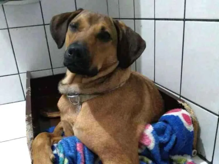 Cachorro ra a SRD idade 1 ano nome Nina
