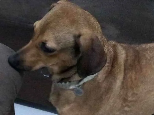 Cachorro ra a SRD idade 1 ano nome Nina