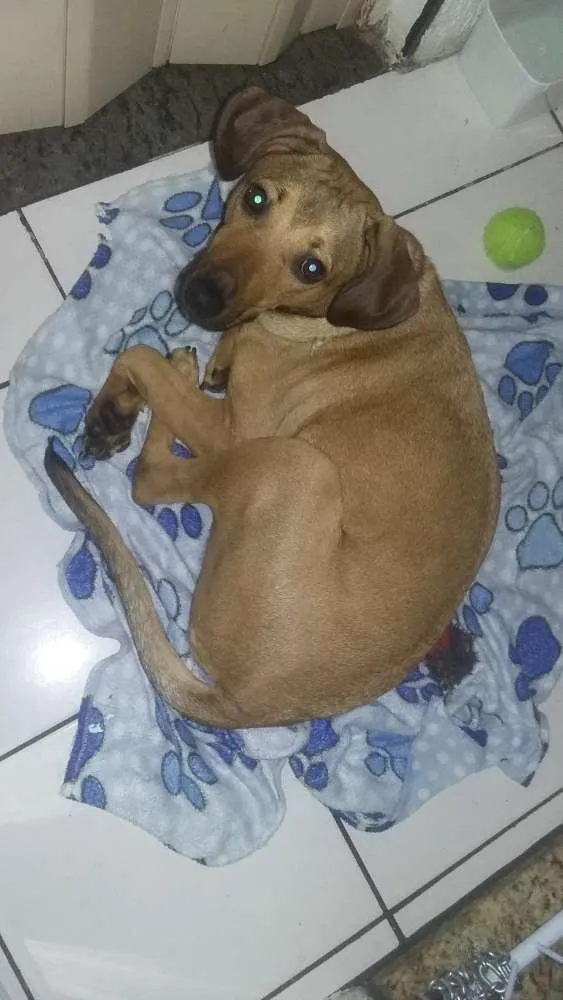 Cachorro ra a SRD idade 1 ano nome Nina