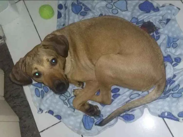 Cachorro ra a SRD idade 1 ano nome Nina