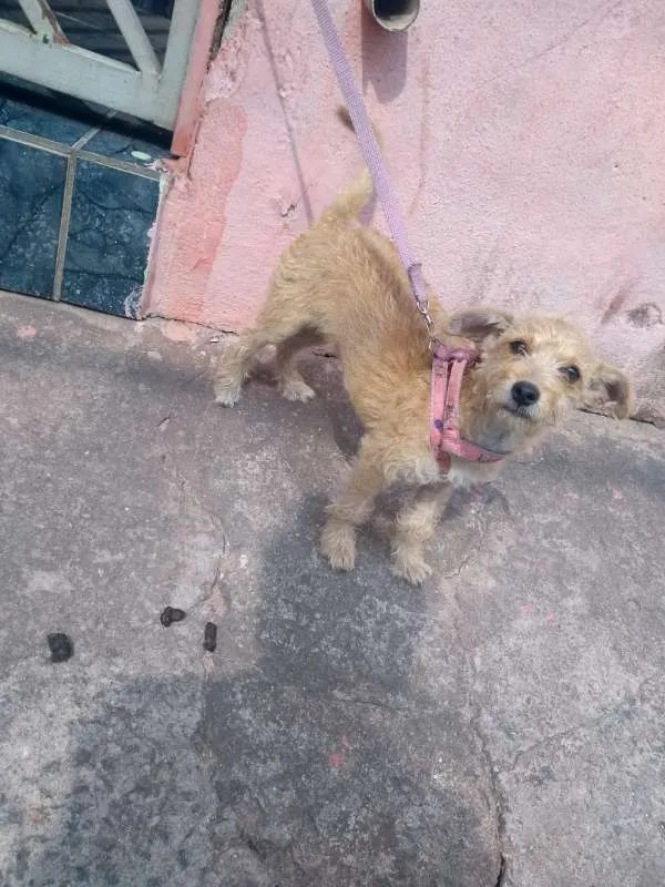 Cachorro ra a SRD idade 1 ano nome sem nome