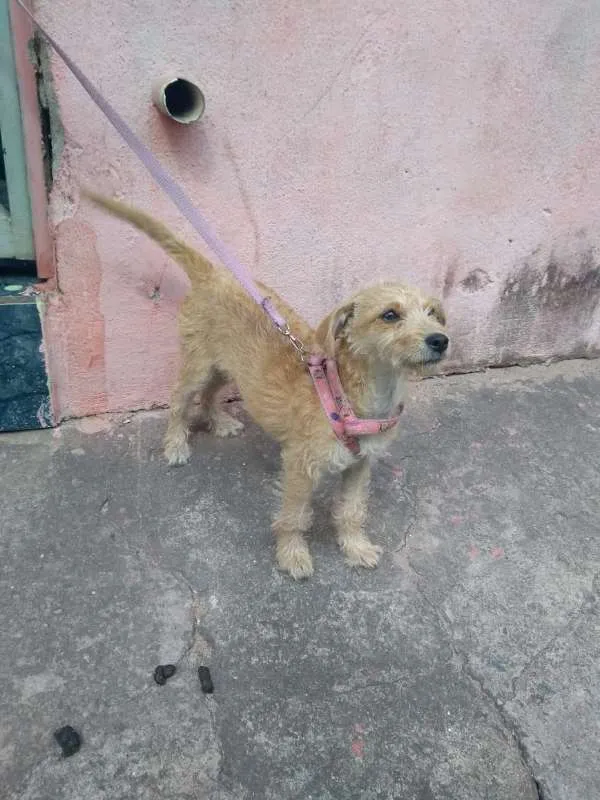 Cachorro ra a SRD idade 1 ano nome sem nome