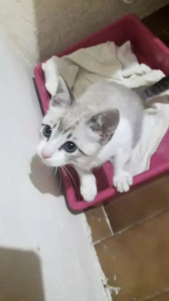 Gato ra a Sem raça  idade 2 a 6 meses nome Sem nome definido.