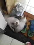 um macho e uma femea