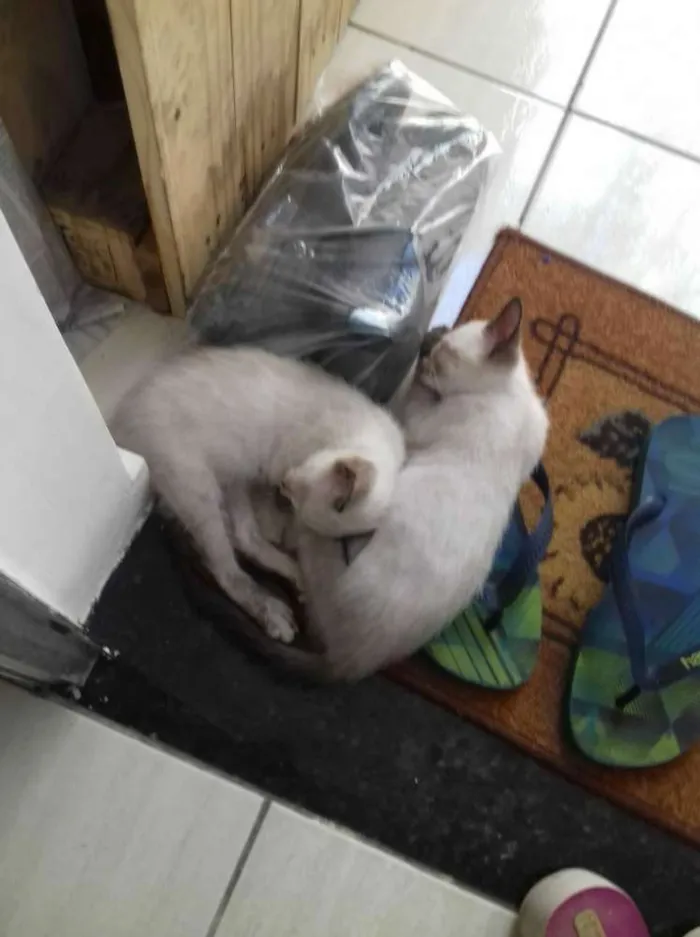 Gato ra a mistiço siamês /com viralata idade 2 a 6 meses nome um macho e uma femea