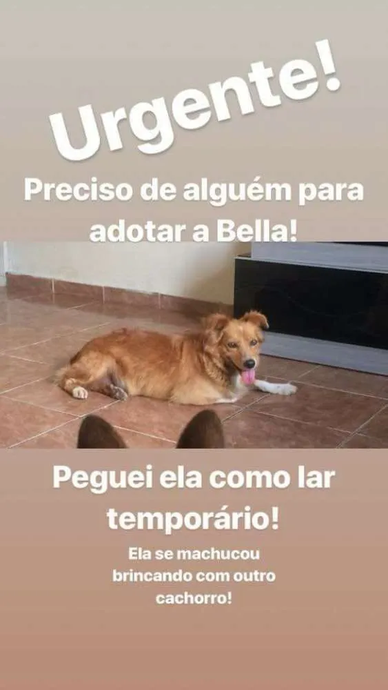 Cachorro ra a SRD idade 5 anos nome Bella