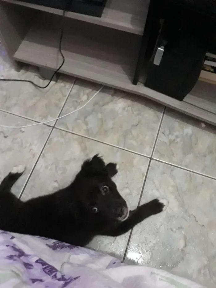 Cachorro ra a SRD idade 2 a 6 meses nome Sem nome