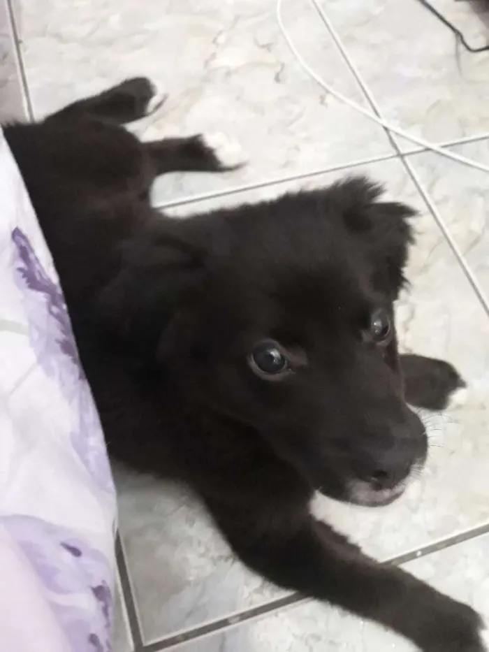 Cachorro ra a SRD idade 2 a 6 meses nome Sem nome