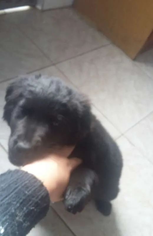 Cachorro ra a Vira lata idade 2 a 6 meses nome sem nome