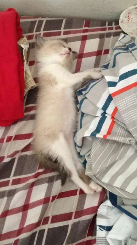 Gato raça vira lata idade Abaixo de 2 meses nome Paco