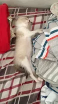 Paco