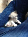 Paco