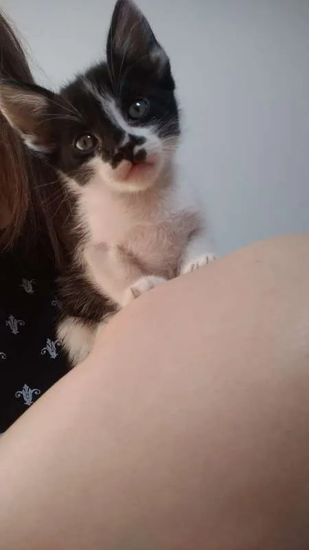 Gato ra a SIAMES idade Abaixo de 2 meses nome SEM NOME