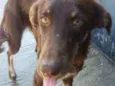 Choquito