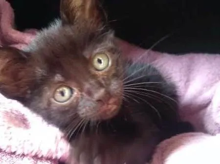 Gato ra a SIAMES idade Abaixo de 2 meses nome SEM NOME