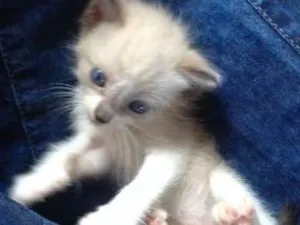 Gato raça vira lata idade Abaixo de 2 meses nome Paco