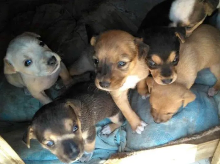 Cachorro ra a Sem raça definida idade 2 a 6 meses nome Sem nome