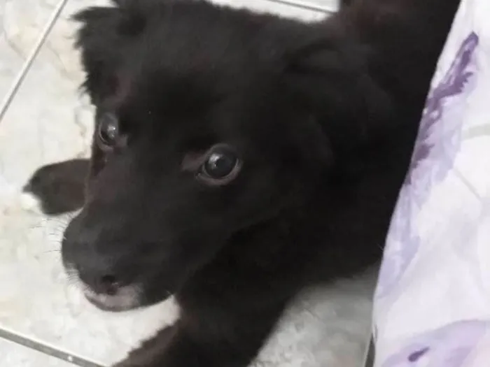 Cachorro ra a SRD idade 2 a 6 meses nome Sem nome