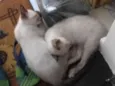 um macho e uma femea