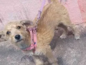 Cachorro raça SRD idade 1 ano nome sem nome