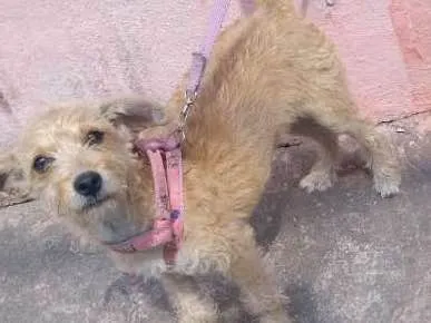 Cachorro ra a SRD idade 1 ano nome sem nome