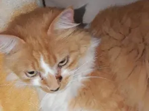 Gato raça SRD idade 6 ou mais anos nome Bidí