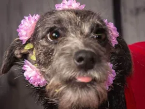Cachorro raça SRD idade 7 a 11 meses nome Milla
