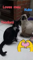 Gato raça  idade 7 a 11 meses nome Teodoro e Kuke