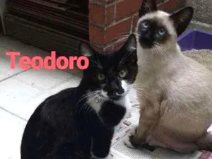 Gato raça  idade 7 a 11 meses nome Teodoro e Kuke