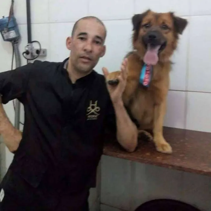 Cachorro ra a SRD idade 3 anos nome CHOCOLATE 