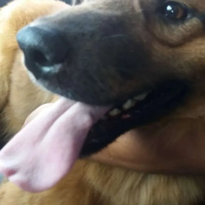 Cachorro ra a SRD idade 3 anos nome CHOCOLATE 