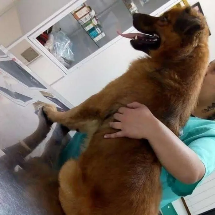 Cachorro ra a SRD idade 3 anos nome CHOCOLATE 