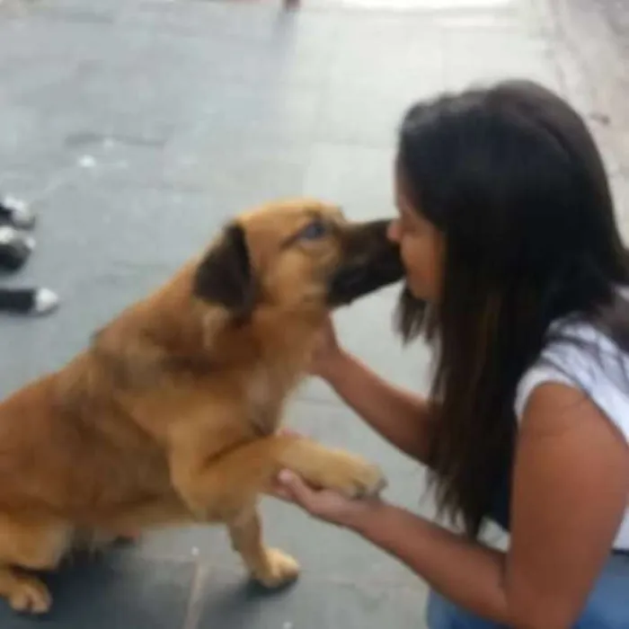 Cachorro ra a SRD idade 3 anos nome CHOCOLATE 