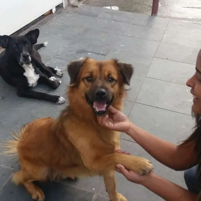 Cachorro ra a SRD idade 3 anos nome CHOCOLATE 