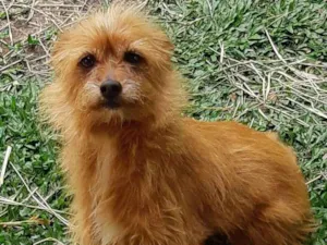 Cachorro raça SRD idade 5 anos nome Mel