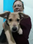 Godinha