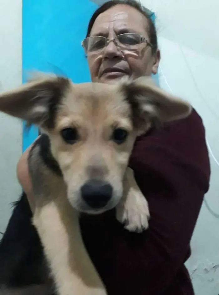 Cachorro ra a Vira lata idade 2 a 6 meses nome Godinha