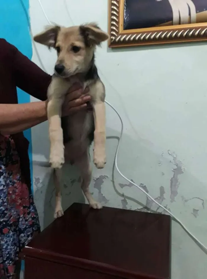 Cachorro ra a Vira lata idade 2 a 6 meses nome Godinha