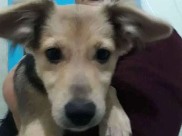 Cachorro ra a Vira lata idade 2 a 6 meses nome Godinha